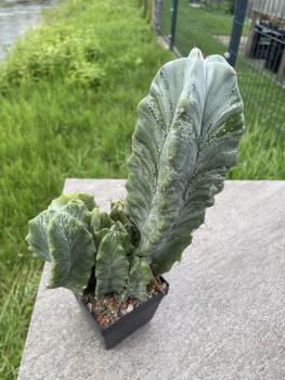 Myrtillocactus geometrizans